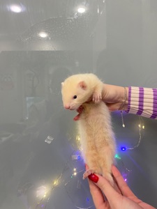 Ручний тхір