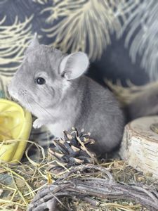 Фіолет Носій Ангори