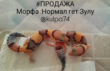 Гемітеконікс