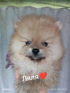 Цуценята щпіца
