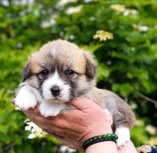 Цуценята коргі