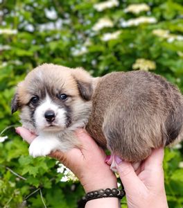 Цуценята коргі