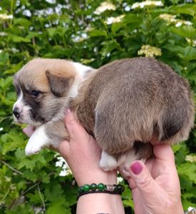 Цуценята коргі