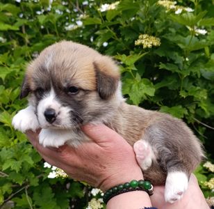 Цуценята коргі