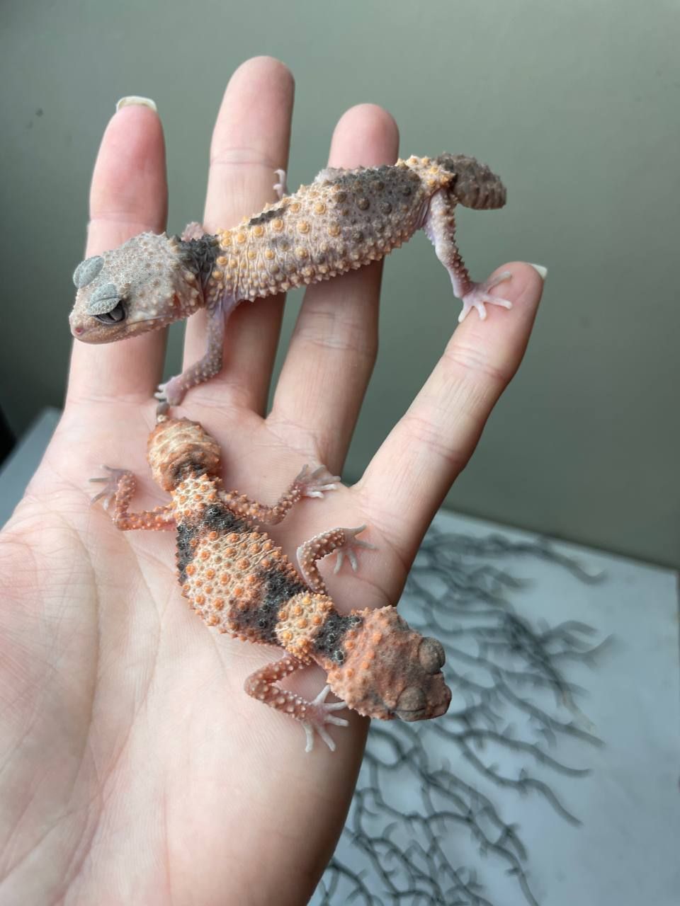 Nephrurus wheeleri
