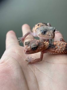 Nephrurus wheeleri