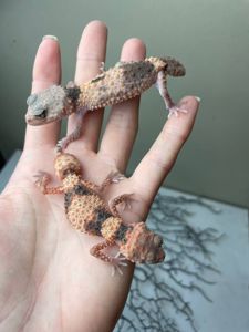 Nephrurus wheeleri