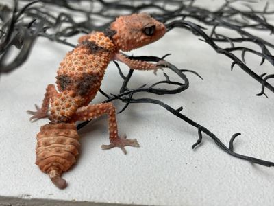 Nephrurus wheeleri