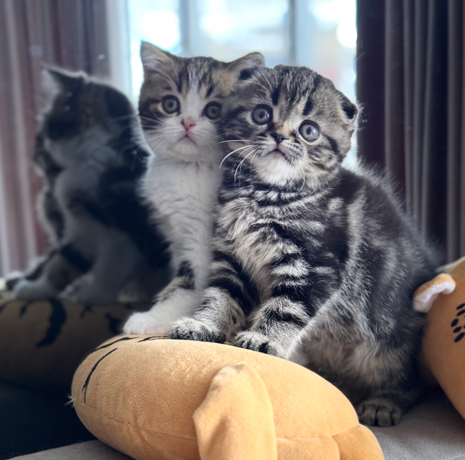 Шотландскі кошенята! Як ляльки