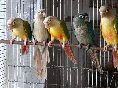 Продам пірруру моліне молодь для приручення