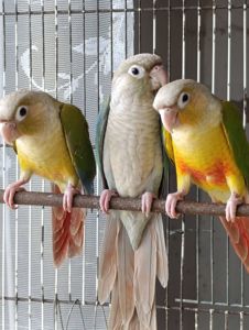 Продам пірруру моліне молодь для приручення