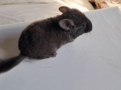 Шиншила