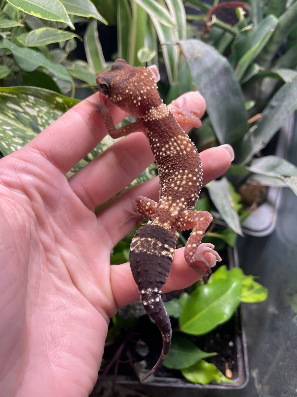 Underwoodisaurus milii