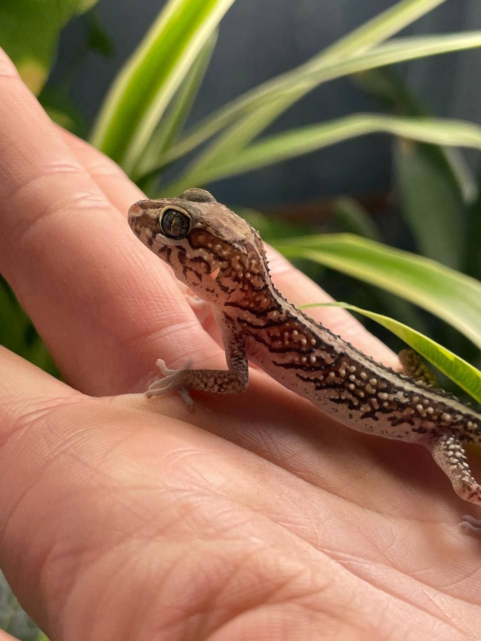Paroedura picta