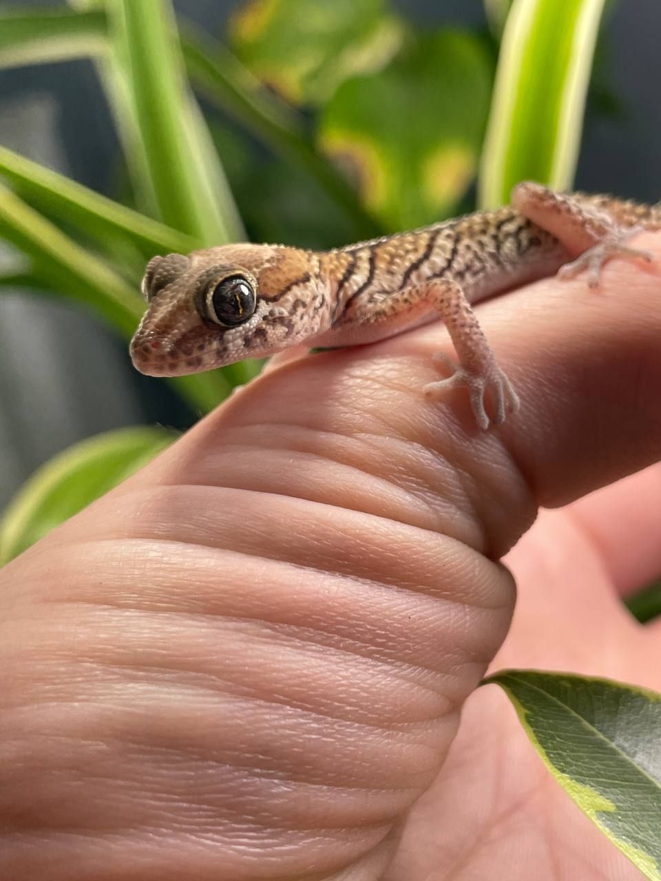 Paroedura picta
