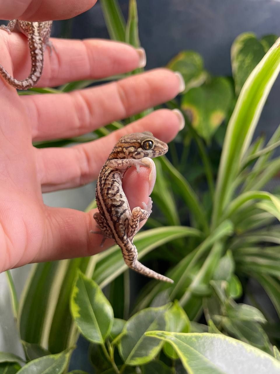 Paroedura picta