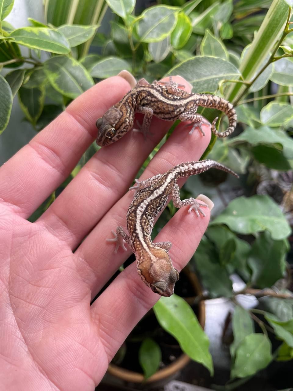 Paroedura picta