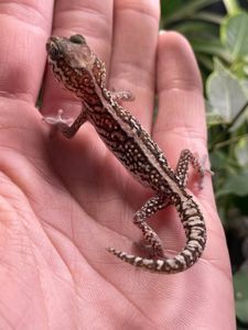 Paroedura picta