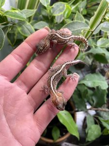 Paroedura picta