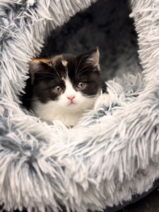 Шотландскі кошенята! Як ляльки
