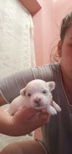 Цуценята мальтійська болонка
