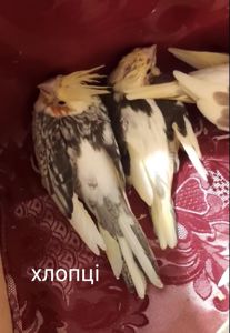Відкрите бронювання на малюків корелл!