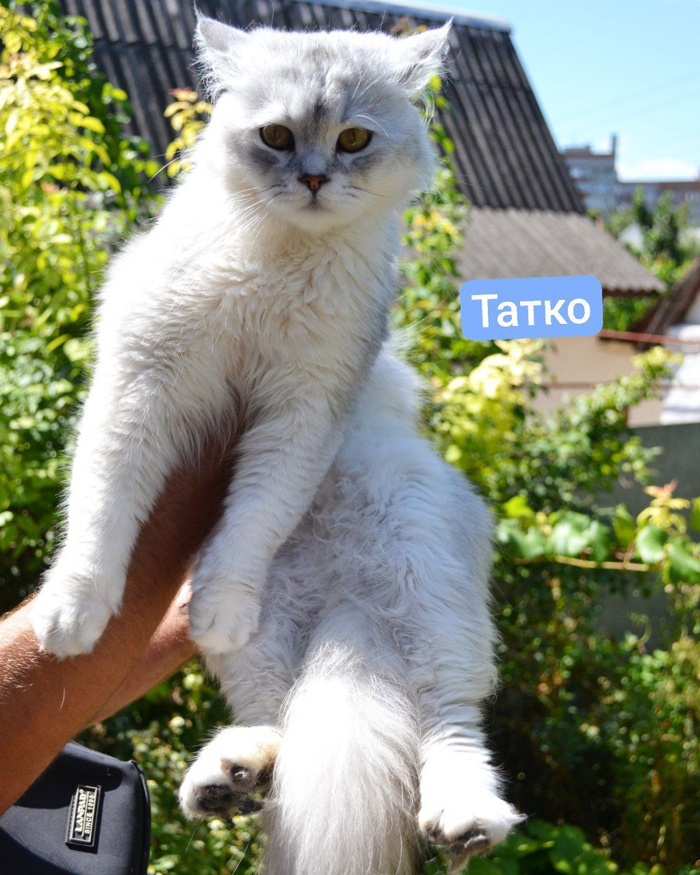 Сріблястий шотландський хлопчик скотіш -страйт
