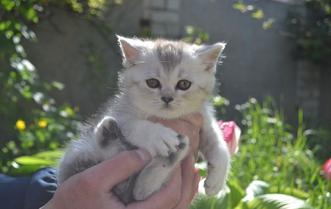 Сріблястий шотландський хлопчик скотіш -страйт