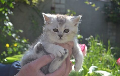 Сріблястий шотландський хлопчик скотіш -страйт