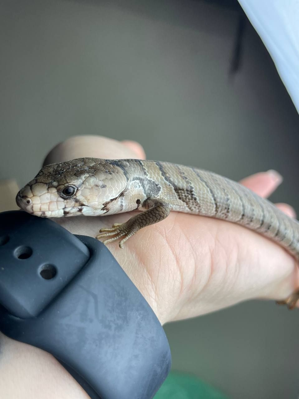 Cyclodomorphus gerrardii