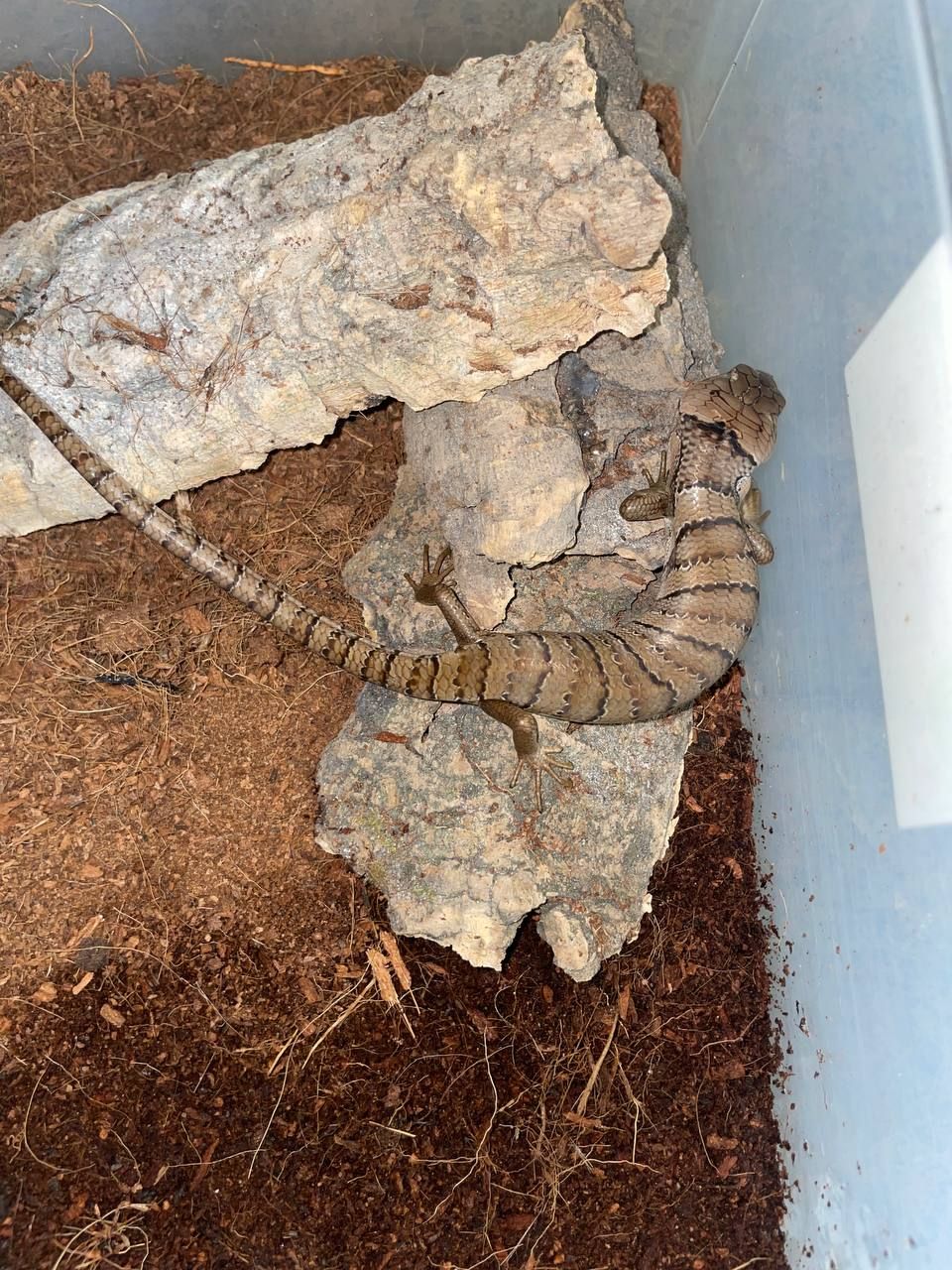 Cyclodomorphus gerrardii