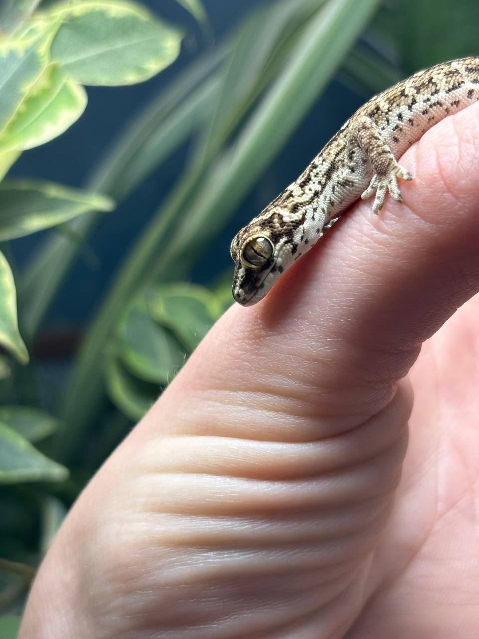 Hemidactylus imbricatus