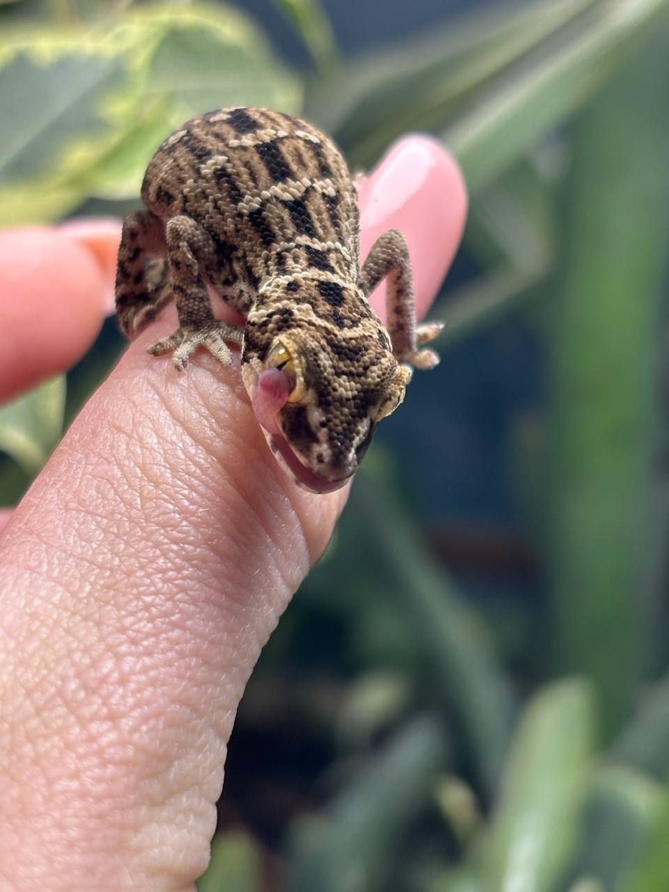 Hemidactylus imbricatus