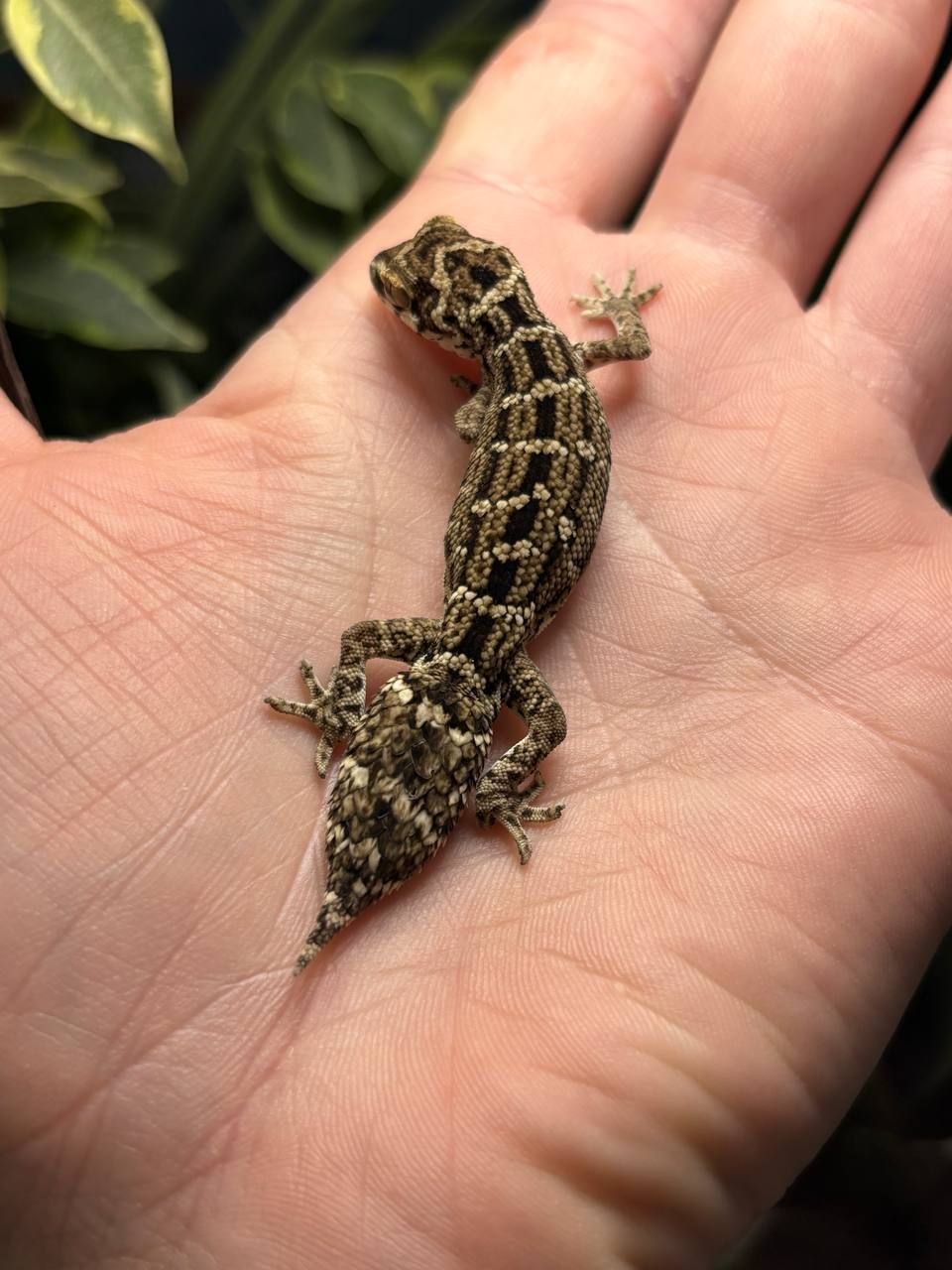 Hemidactylus imbricatus