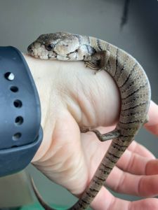 Cyclodomorphus gerrardii