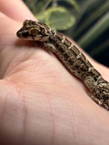 Hemidactylus imbricatus