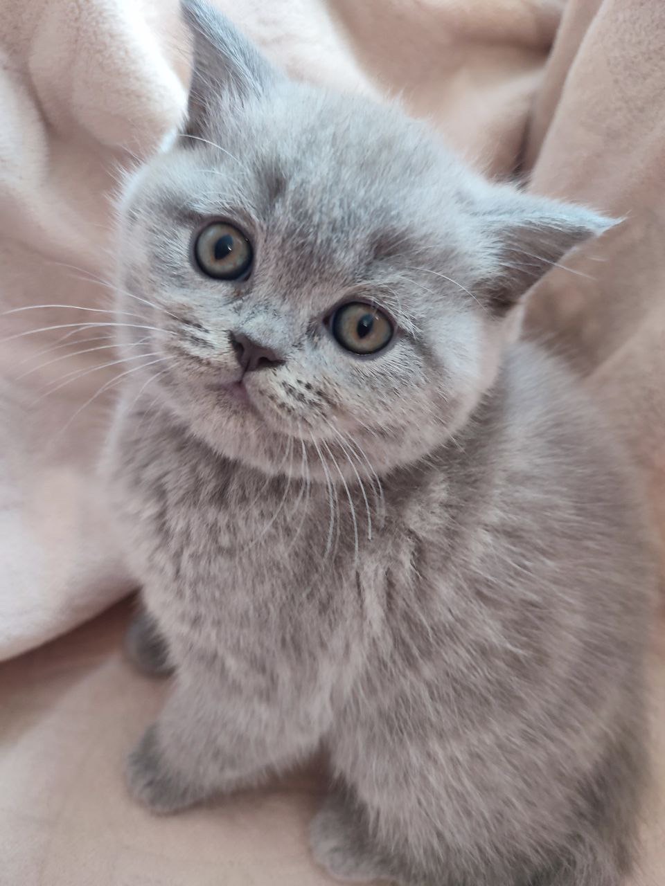 Милі кошенята шукають дім!