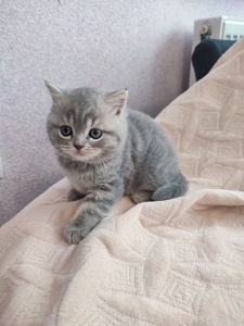 Милі кошенята шукають дім!