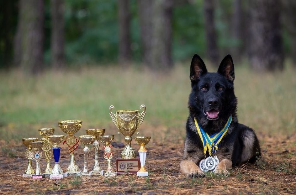 Цуценя німецької вівчарки дівчинка