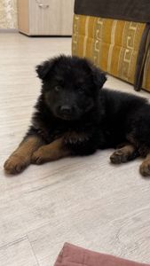 Цуценя німецької вівчарки дівчинка