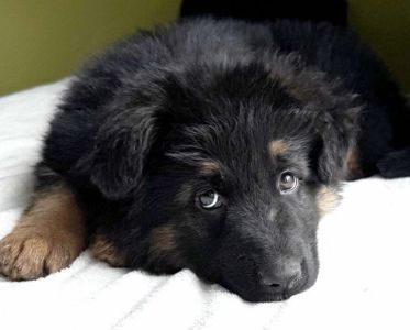 Цуценя німецької вівчарки дівчинка
