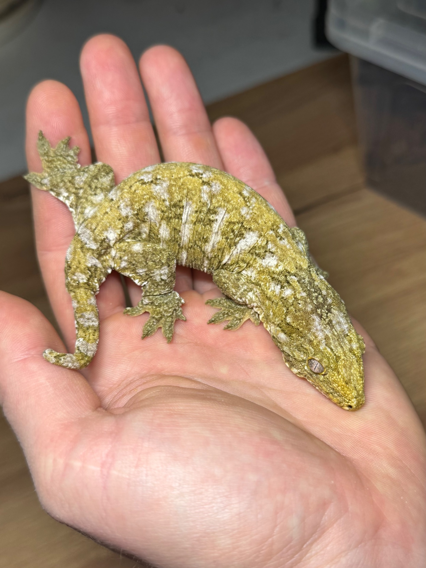 Гігантський бананоїд (Rhacodactylus leachianus)