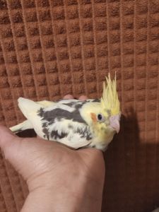 Продам молодих корелл з гнізда для розмови!