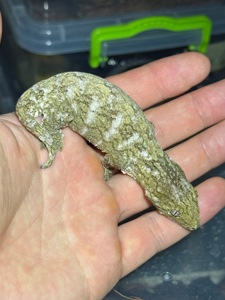 Гігантський бананоїд (Rhacodactylus leachianus)