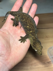 Гігантський бананоїд (Rhacodactylus leachianus)
