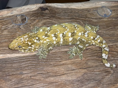Гігантський бананоїд (Rhacodactylus leachianus)