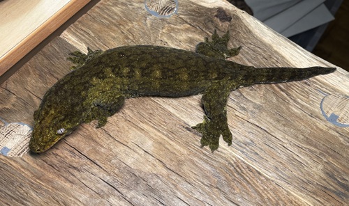 Гігантський бананоїд (Rhacodactylus leachianus)