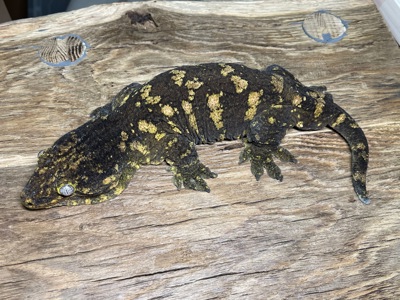 Гігантський бананоїд (Rhacodactylus leachianus)