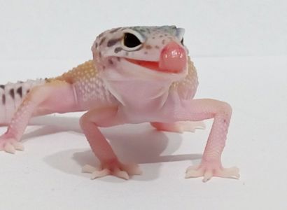 Эублефар