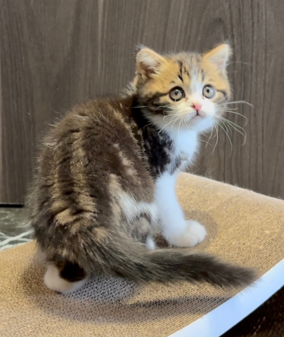 Розкішне яскраве Шотландське кошеня, хлопчик